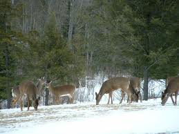 deer feeding