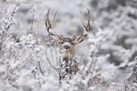 thicket buck
